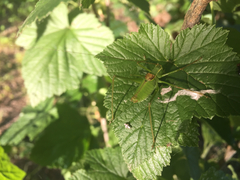 Leptophyes laticauda