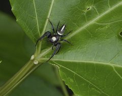 Opisthoncus mordax