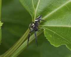 Opisthoncus mordax