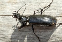 Gigadema