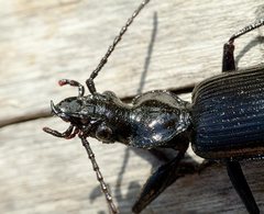Gigadema
