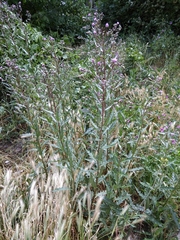 Cirsium arvense