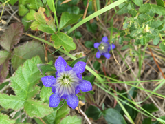 Gentiana affinis ovata