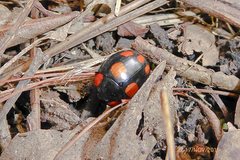 Paropsisterna sexpustulata