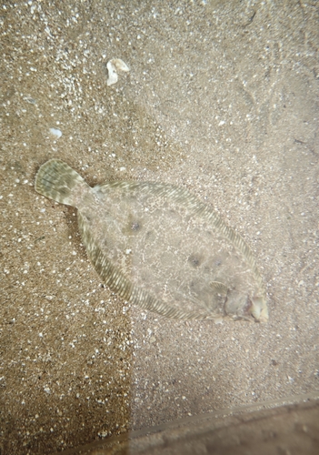 Slijm-schar (Microstomus achne) — Pleuronectidae — 5