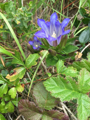 Gentiana affinis ovata