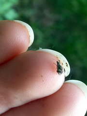 Pseudomyllocerus sinuatus