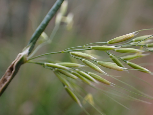 Stipa dregeana
