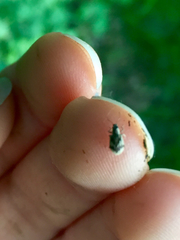 Pseudomyllocerus sinuatus