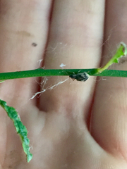 Pseudomyllocerus sinuatus