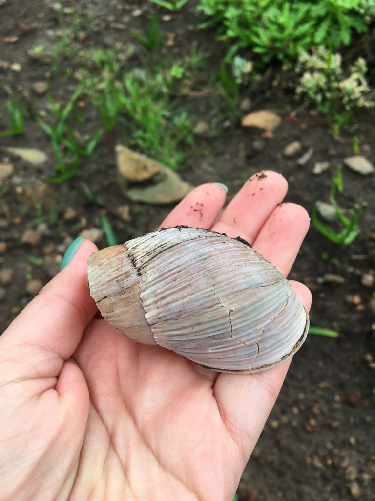 Chilean pink snail