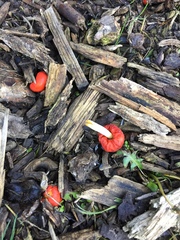 Leratiomyces erythrocephalus