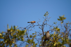 Haemorhous mexicanus