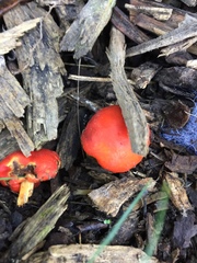 Leratiomyces erythrocephalus