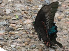 Papilio paris