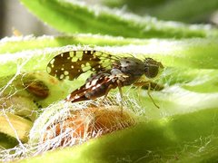 Austrotephritis protrusa