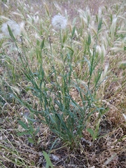 Tragopogon graminifolius