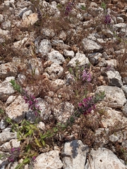 Sideritis romana purpurea