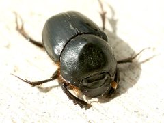 Onthophagus desectus
