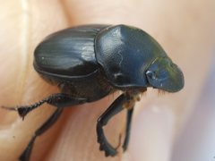 Onthophagus desectus