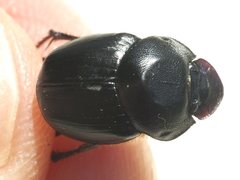 Onthophagus desectus