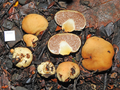 Cortinarius cartilagineus