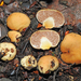 Cortinarius cartilagineus - Photo (c) Jerry Cooper, some rights reserved (CC BY), uploaded by Jerry Cooper