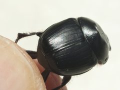 Onthophagus desectus