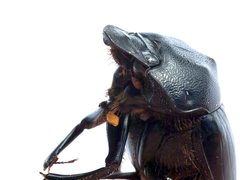 Onthophagus desectus