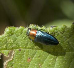 Melobasis cyaneipennis