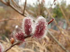 Salix gracilistyla