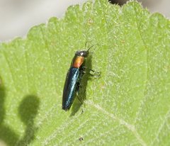 Melobasis cyaneipennis