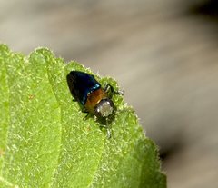 Melobasis cyaneipennis