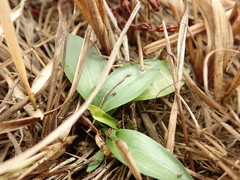 Spiranthes sinensis