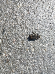 Platyrhinus resinosus