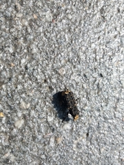 Platyrhinus resinosus