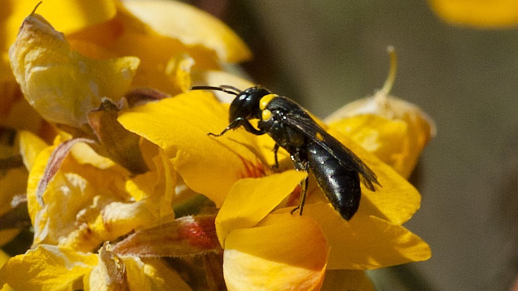 Trilobed Masked Bee