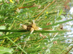 Schoenoplectus triqueter