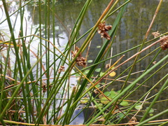 Juncus decipiens