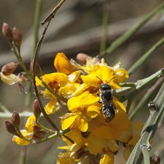 Megachile heriadiformis