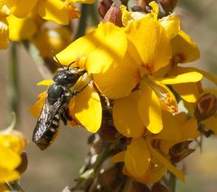 Megachile heriadiformis