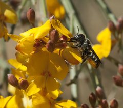 Megachile heriadiformis