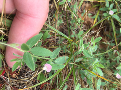 Acmispon americanus americanus