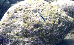 Aspidontus taeniatus