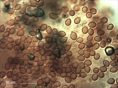 Cortinarius cartilagineus