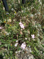 Malcolmia maritima