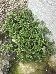 Polycarpon tetraphyllum