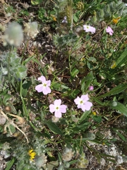 Malcolmia maritima