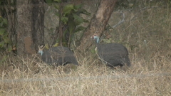 Numida meleagris mitratus