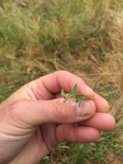 Acmispon americanus americanus